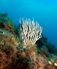 seabed with underwater life