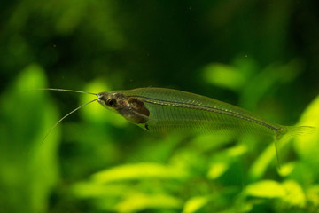 トランスルーセント