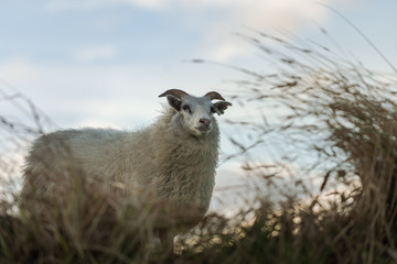 Fototapeta premium White sheep standing in tall grass