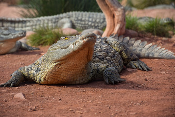 Fototapeta premium African crocodiles