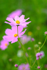 close up Cosmos flower garden and natural green background. Blurred image to make vintage style.
