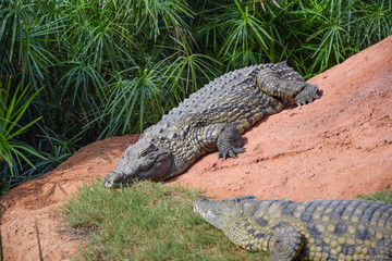 African crocodiles