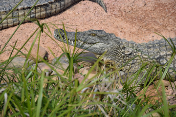 African crocodiles