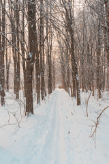 Frosty cold winter snow-covered forest