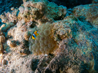 seabed with underwater life