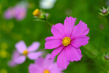 Fototapeta premium close up Cosmos flower garden and natural green background. Blurred image to make vintage style. 