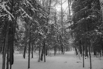 Severe but beautiful snow-covered winter forest