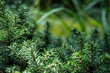 Close-up of green and silvery spruce needles Picea omorika Karel. Like a vignette of needles on the blurred green garden background. Selective focus. Natural sunligh