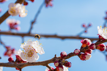 Spring Background. Apricot Flowers