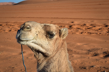 Camel in the Sahara Desert