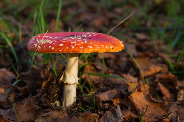 Fly agaric mushroom
