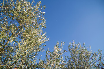 Olive tree and blue sky