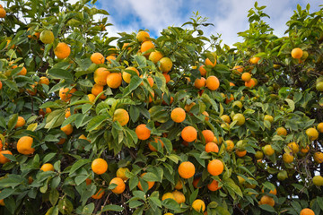 Mandarins in Morocco