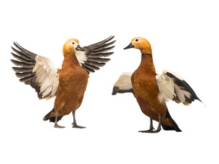  female and male Beautiful bright red duck (Ogar) - obrazy, fototapety, plakaty