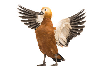 female Beautiful bright red duck (Ogar)