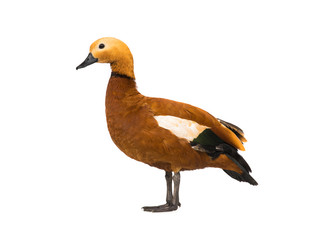 male Beautiful bright red duck (Ogar) - obrazy, fototapety, plakaty
