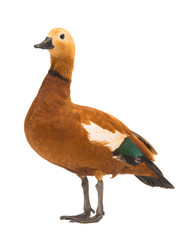 male Beautiful bright red duck (Ogar) - obrazy, fototapety, plakaty