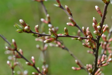 The first spring flowers after winter