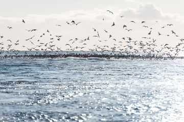 Vögel auf einer Landzunge im Meer bei Jökulsárlón Gletscher
