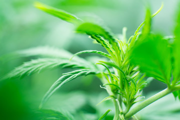 Northern light strain. Medicinal indica with CBD. Young cannabis plant. Legal Marijuana cultivation...