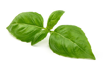 Fresh Green Basil Leaf, close-up, isolated on white background