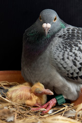speed racing pigeon hatching new born in home nest