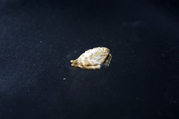 Rosemary is also considered a classic barbecue spice and harmonizes with meat, poultry, lamb, zucchini, potatoes and pasta. 