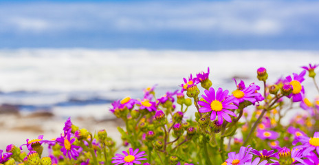 Pink coastal flowers on a beach in Cape Town