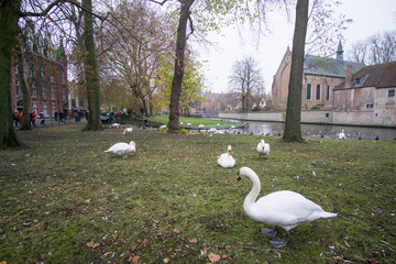 BRUGES BELGIUM ON NOVEMBER 25, 2018: The love pond, Fairy tale landscape with swans resting - Bruges cityscape panorama, old town facades, medieval gothic and baroque city in Belgium