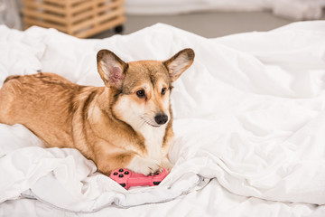 adorable welsh corgi lying on bed with pink joystick at home