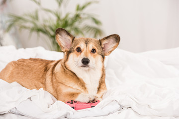 cute pembroke welsh corgi dog lying on bed with pink joystick at home
