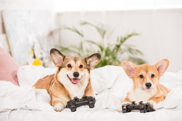 funny pembroke welsh corgi dogs lying in bed with joysticks at home