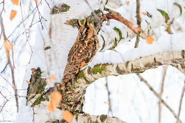northern long-eared owl sits on a snow-covered tree