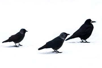 three black birds on white snow