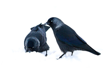 two black birds are looking for food in white snow