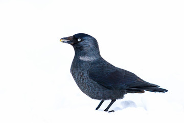 Western jackdaw of the olive in its beak of snow