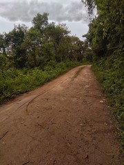 road in forest