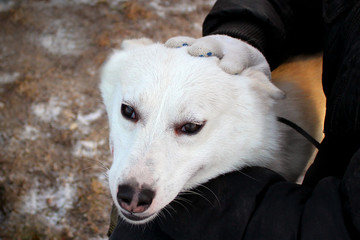 The head of a white dog and hand of a man in black jacket stroki