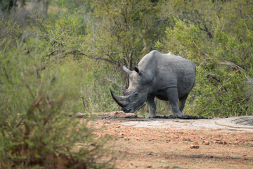 Fototapeta premium Nosorożec biały, nosorożec biały, Ceratotherium simum, Park Narodowy Krugera, RPA