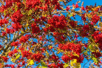 Fototapeta na wymiar Red Rowanberry on the Backgroung of Autumn Blue Sky