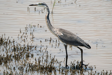 Héron mélanocéphale,.Ardea melanocephala, Black headed Heron, Afrique du Sud