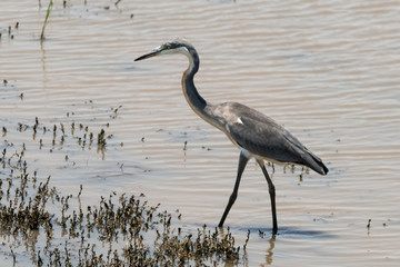 Héron mélanocéphale,.Ardea melanocephala, Black headed Heron, Afrique du Sud