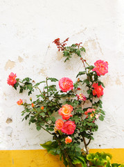 Rose bush near the wall of typical Portuguese rural house (white wall and yellow line).