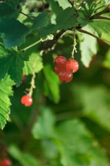 red currant berries under the net in the garden