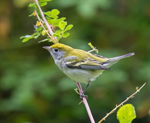 Obraz premium Chestnut-sided Warbler in fall plumage