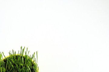 Green grass in a yellow pot on a white background. Copy space.