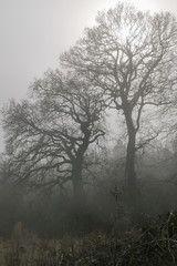 kahler Baum im Winter im Nebel, Konzept Natur Bestattung, Beerdigung, Waldbestattung  - obrazy, fototapety, plakaty