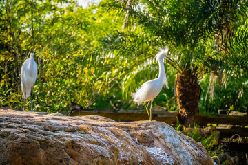 A Snowy White Egret in Orlando, Florida
