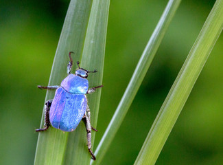Macrophotographie insecte - Hoplie bleue - Hoplia caerulea - Coleoptere © panosud360