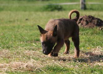 beautiful malinois puppy is walking in the garden